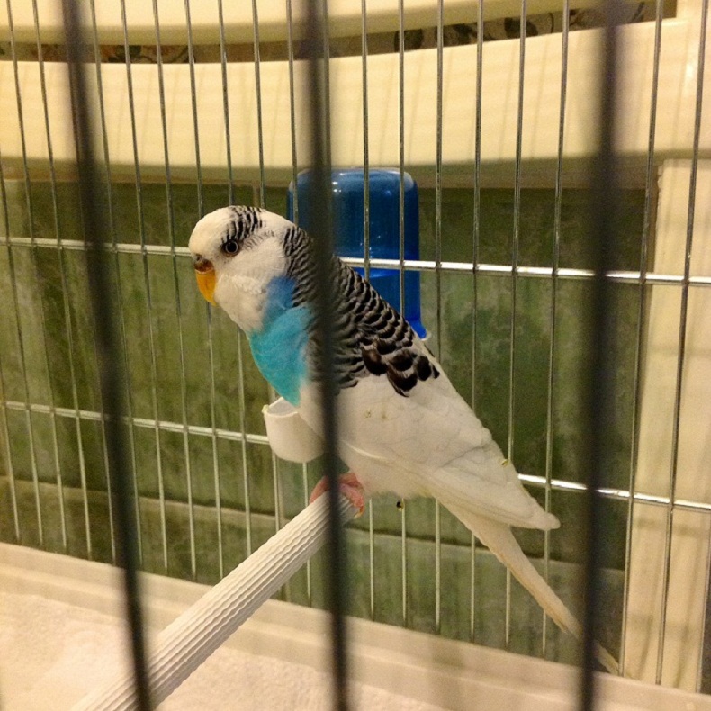 Le mie cocorite